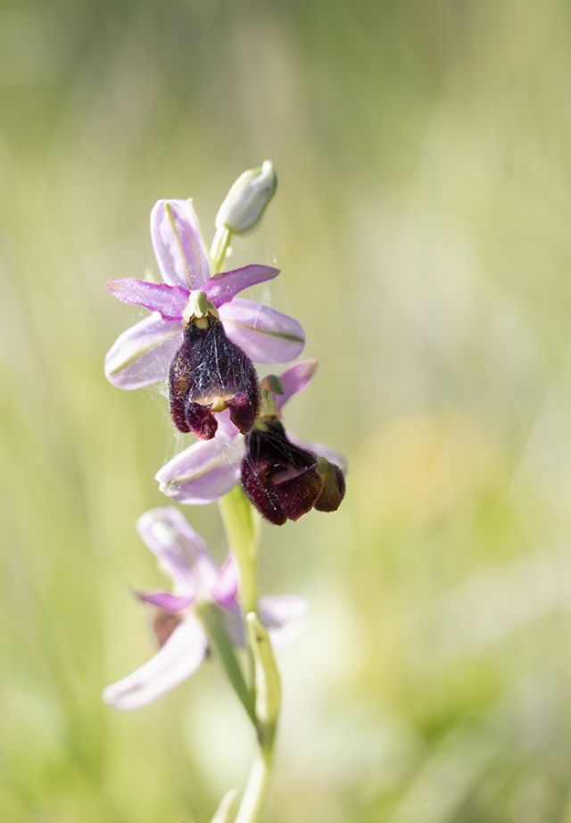 Da determinare per favore:  Ophrys benacensis.